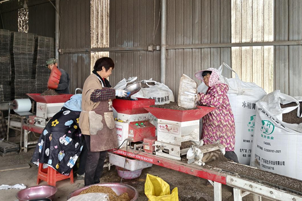 五里牌镇：育秧1 (1)_副本.png